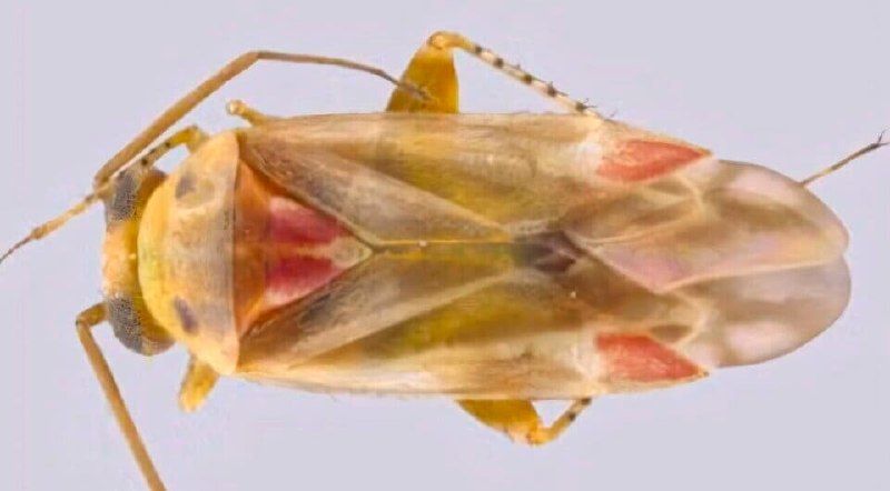 Taylor Swift became a genus of bugs: scientists named new insects in her honor